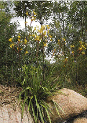 Australian style native plants